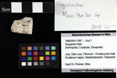 Foto (Objket + Etiketten) von Decapoda indet. 